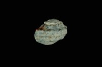 藏品(瘤珠螺)的圖片